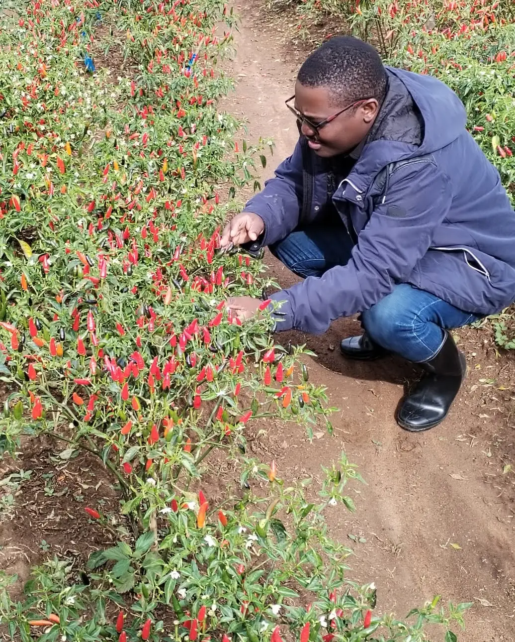 Thabiso Naleli crouching between rows of chilli plants on a farm